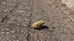 Hyla japonica