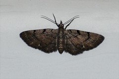 Eupithecia peckorum