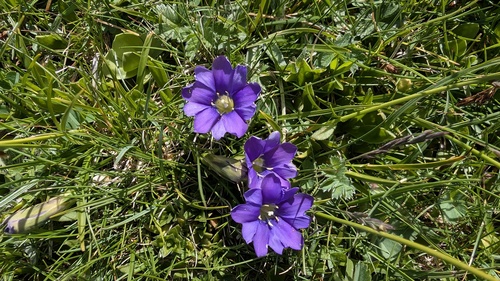 Gentiana pyrenaica, photograph 4