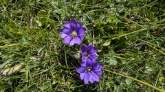 Gentiana pyrenaica, photograph (c) Joan Simon, some rights reserved (CC BY)
