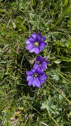 Gentiana pyrenaica, photograph 5
