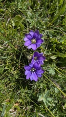 Gentiana pyrenaica, photograph (c) Joan Simon, some rights reserved (CC BY)