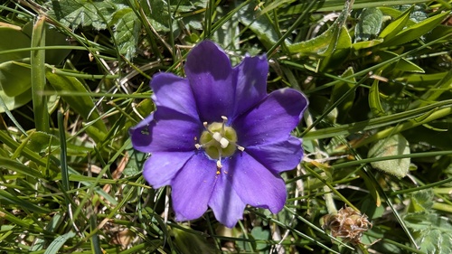 Gentiana pyrenaica, photograph 6