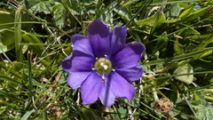 Gentiana pyrenaica, photograph (c) Joan Simon, some rights reserved (CC BY)