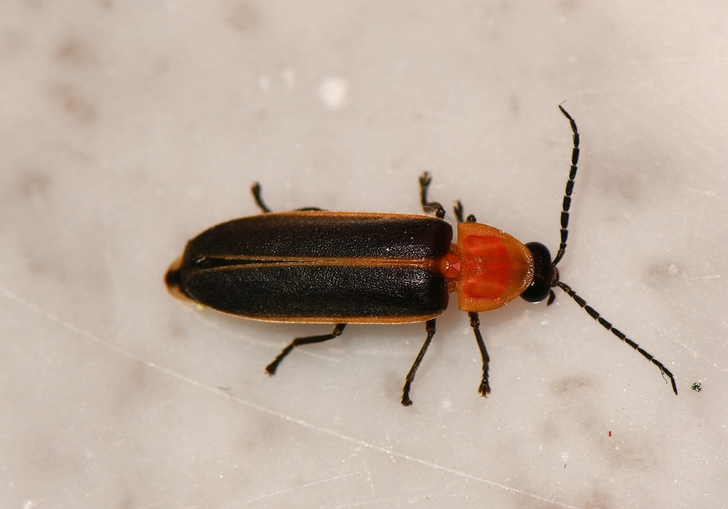 Short-flash Firefly