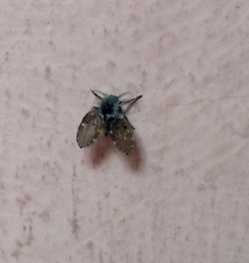 Clogmia albipunctata