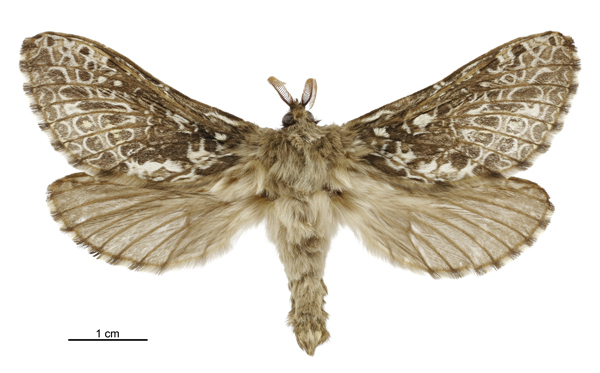 Aoraia aurimaculata