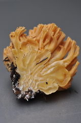 Ramaria gelatinosa