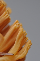 Ramaria gelatinosa