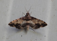 Nacoleia amphicedalis