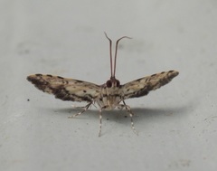 Nacoleia amphicedalis