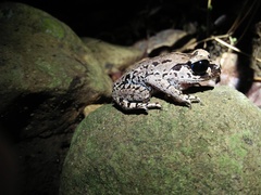 Leptobrachium hasseltii