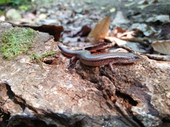 Subdoluseps bowringii