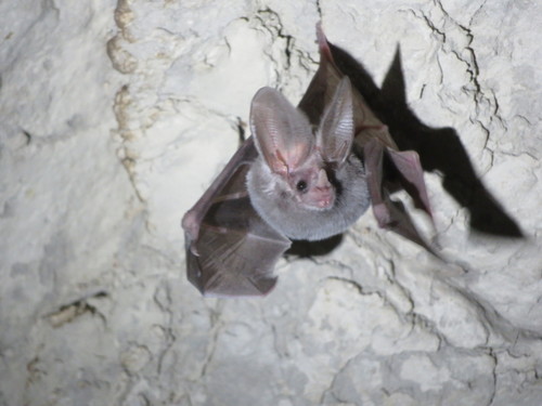 California Leaf-nosed Bat