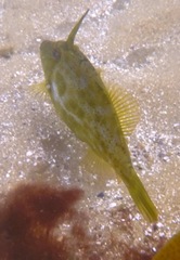 Scobinichthys granulatus
