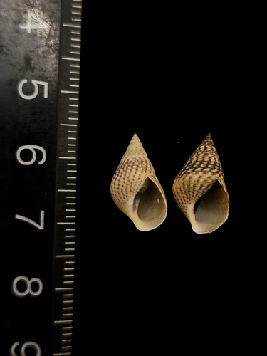 Littoraria melanostoma observed 2025-06-23