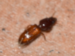 Clivina