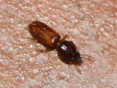 Clivina