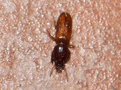 Clivina