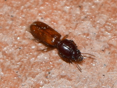 Clivina