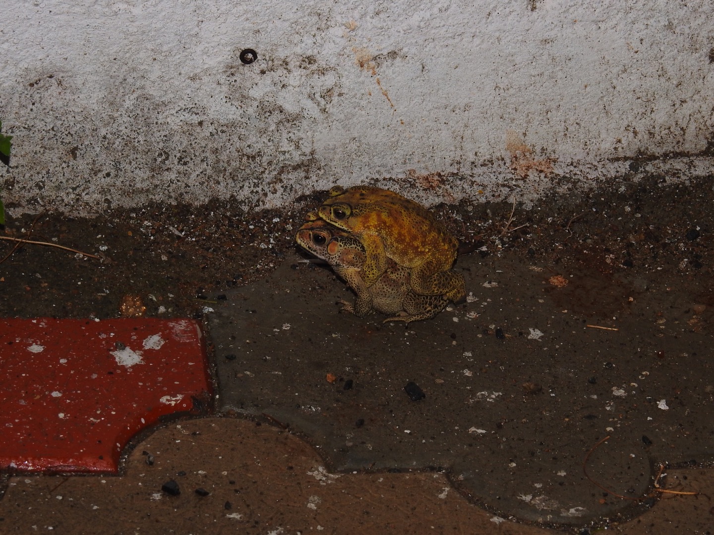 Indian Common True Toad