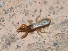 Enicocephalidae