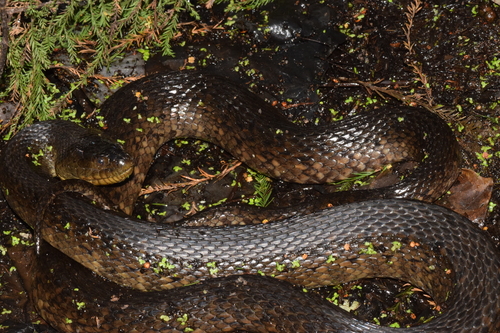 Mississippi Green Watersnake
