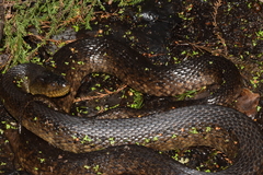 Mississippi Green Water Snake photo 5