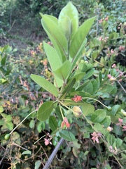 Capparis tomentosa