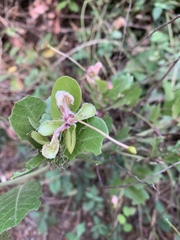 Capparis tomentosa
