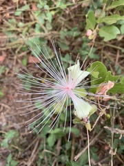 Capparis tomentosa