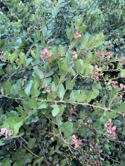 Capparis tomentosa