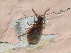 Anaedus