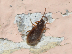Anaedus