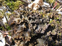 Peltigera lepidophora