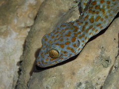 Gekko gecko