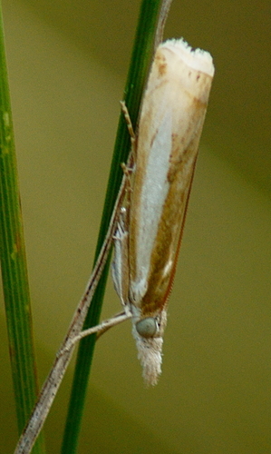 Common Grass-veneer photo 5