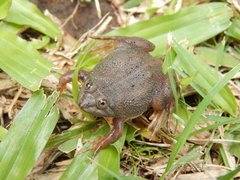 Occidozyga lima