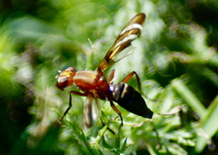 Tritoxa incurva