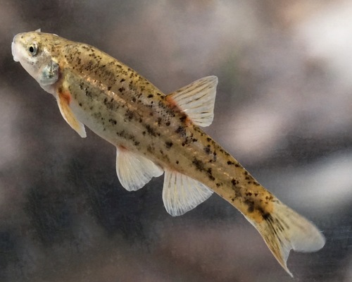 Speckled Dace