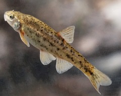 Speckled Dace photo 3