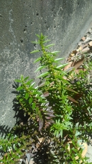 Ammannia baccifera