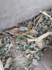 Trachyderma philistina