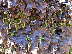 Peltigera lepidophora