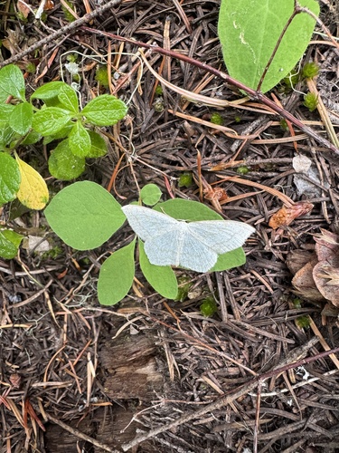 Scopula junctaria junctaria