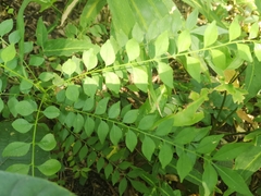 Zanthoxylum avicennae