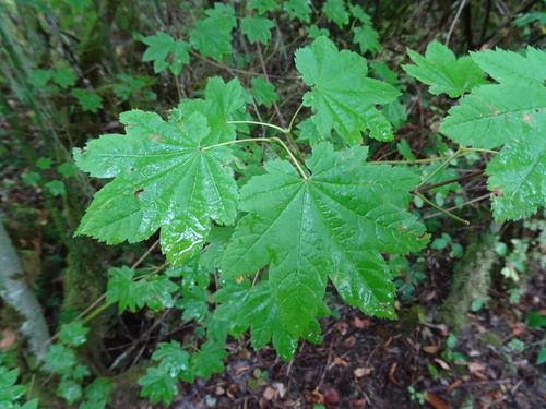 Vine Maple