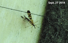 Mecoptera