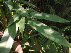 Sterculia lanceolata
