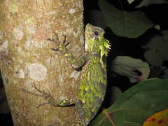 Gonocephalus kuhlii